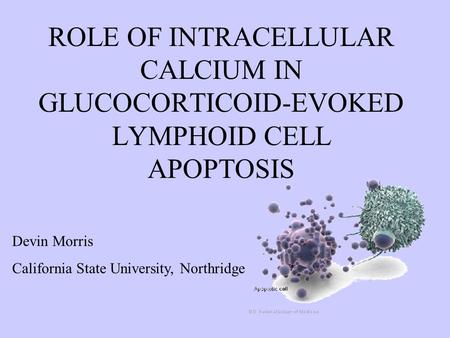 ROLE OF INTRACELLULAR CALCIUM IN GLUCOCORTICOID-EVOKED LYMPHOID CELL APOPTOSIS Devin Morris California State University, Northridge.