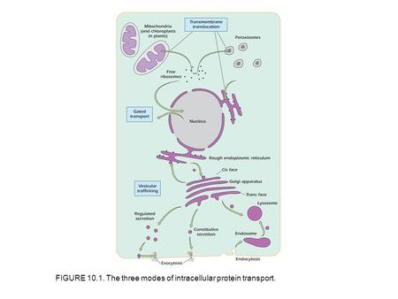 FIGURE 10.1. The three modes of intracellular protein transport.