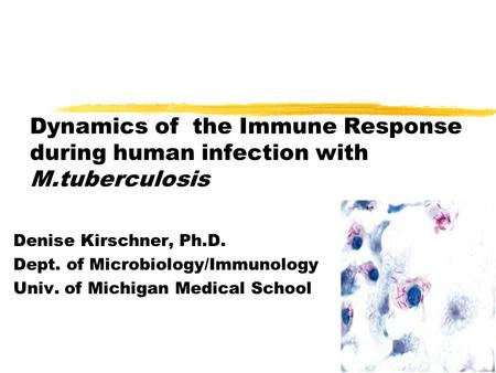Dynamics of the Immune Response during human infection with M.tuberculosis Denise Kirschner, Ph.D. Dept. of Microbiology/Immunology Univ. of Michigan Medical.