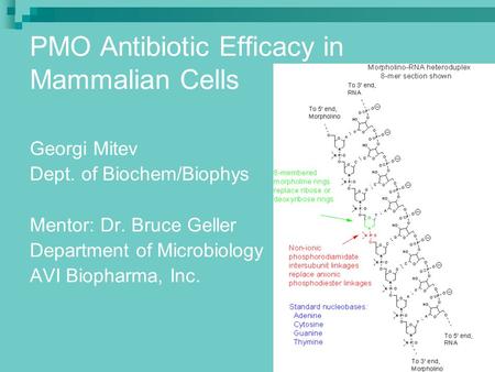 PMO Antibiotic Efficacy in Mammalian Cells Georgi Mitev Dept. of Biochem/Biophys Mentor: Dr. Bruce Geller Department of Microbiology AVI Biopharma, Inc.