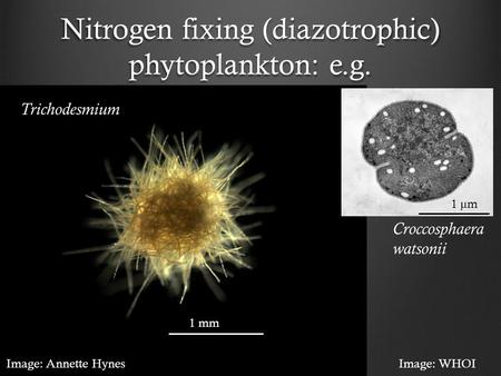 Nitrogen fixing (diazotrophic) phytoplankton: e.g. Image: Annette Hynes 1 mm 1 μ m Trichodesmium Croccosphaera watsonii Image: WHOI.