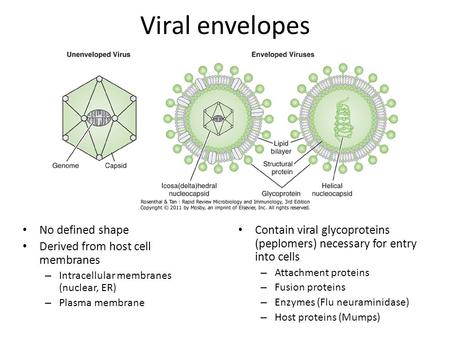 Viral envelopes No defined shape Derived from host cell membranes – Intracellular membranes (nuclear, ER) – Plasma membrane Contain viral glycoproteins.