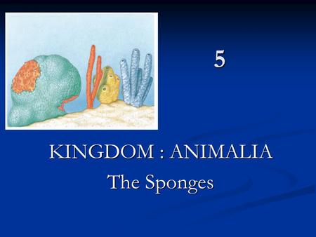 5 KINGDOM : ANIMALIA The Sponges. Kingdom Animalia(Metazoa) 1. Mesozoa 2. Parazoa 3. Eumetazoa.