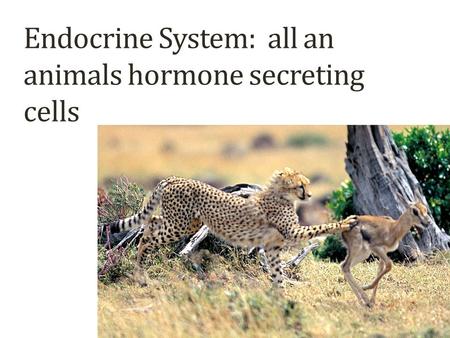 Endocrine System: all an animals hormone secreting cells.