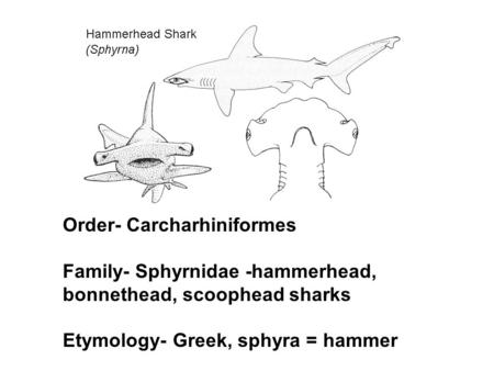 Order- Carcharhiniformes