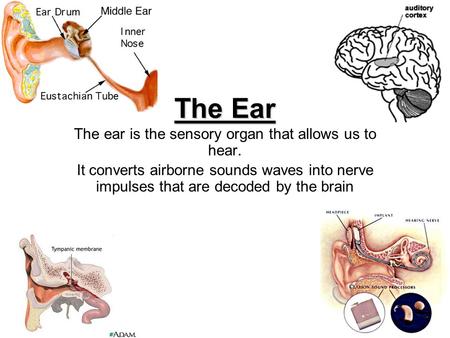 The ear is the sensory organ that allows us to hear.