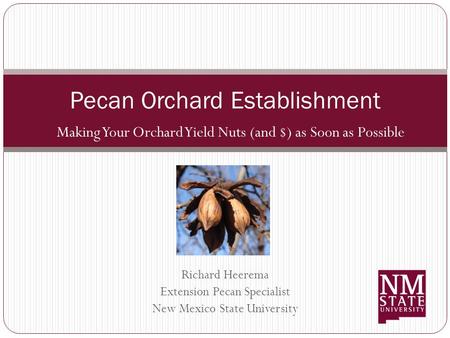 Making Your Orchard Yield Nuts (and $) as Soon as Possible Pecan Orchard Establishment Richard Heerema Extension Pecan Specialist New Mexico State University.