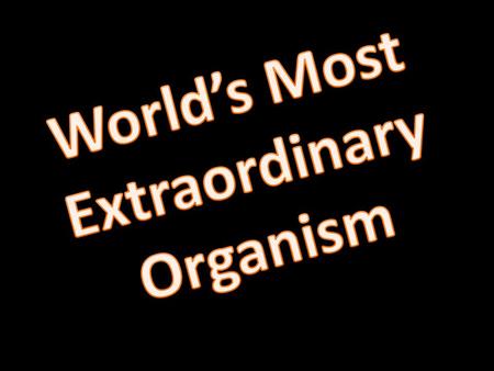 Your Task: Find the world’s most extraordinary organism Submit the following: – An image – The common name – The scientific name – A short (2-3 sentences)