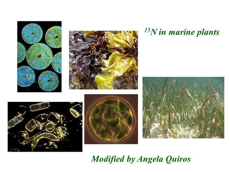 15 N in marine plants Modified by Angela Quiros. (Montoya 2007) There is lots of variation in the 15 N values in the world’s oceans.