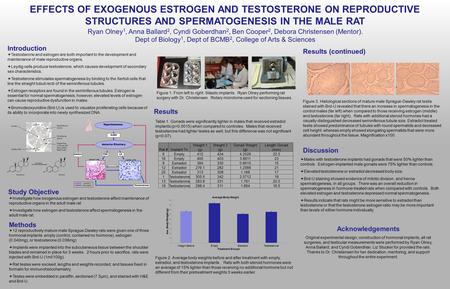 EFFECTS OF EXOGENOUS ESTROGEN AND TESTOSTERONE ON REPRODUCTIVE STRUCTURES AND SPERMATOGENESIS IN THE MALE RAT Ryan Olney 1, Anna Ballard 2, Cyndi Goberdhan.