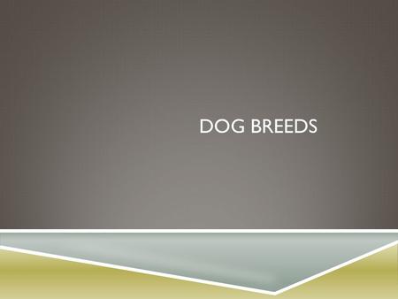 DOG BREEDS. AUSTRALIAN CATTLE  Prime function is the control and movement of cattle in both wide open and confined areas  Color should be blue, blue-