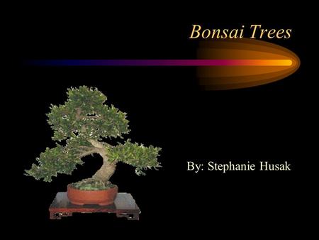 Bonsai Trees By: Stephanie Husak Introduction Lets start by saying that bonsai trees are not genetically dwarfed plants, they are full size trees and.