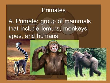 Primates A. Primate: group of mammals that include lemurs, monkeys, apes, and humans.