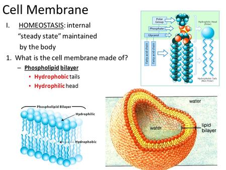 Cell Membrane HOMEOSTASIS: internal “steady state” maintained