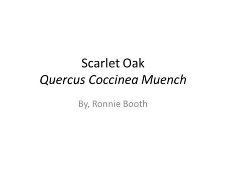 Scarlet Oak Quercus Coccinea Muench