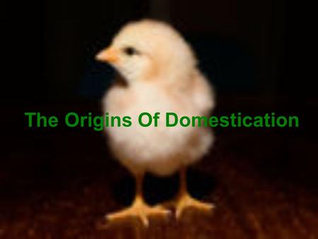 The Origins Of Domestication