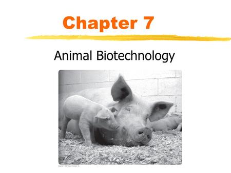 Chapter 7 Animal Biotechnology.