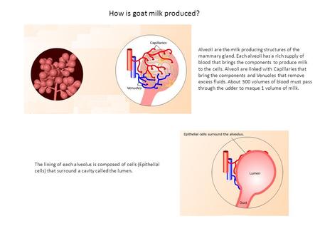 How is goat milk produced?