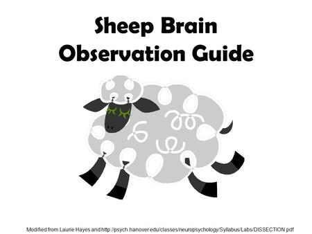 Sheep Brain Observation Guide Modified from Laurie Hayes and