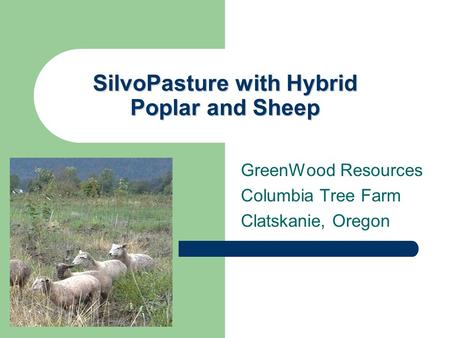 SilvoPasture with Hybrid Poplar and Sheep