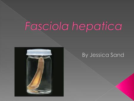 Fasciola hepatica  By Jessica Sand.