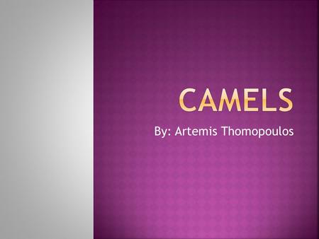 By: Artemis Thomopoulos.  Camels can withstand a massive amount of dehydration which allow them to survive not only between watering holes, but sometimes.