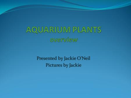 Presented by Jackie O’Neil Pictures by Jackie. Planting ~ where to start? You might find it helpful to draw your plant design on paper first, considering.