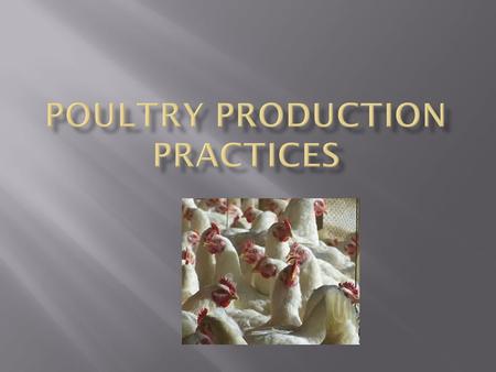  Prior to WWII, the majority of poultry were reared in backyard flocks on dirt-floored pens, in small sheds with natural or make-shift ventilation. 