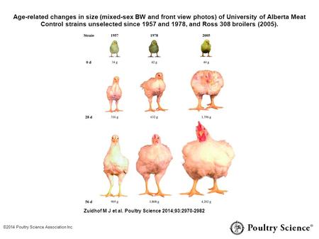 Age-related changes in size (mixed-sex BW and front view photos) of University of Alberta Meat Control strains unselected since 1957 and 1978, and Ross.