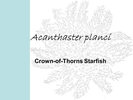 Acanthaster planci Crown-of-Thorns Starfish. Acanthaster planci Biological Classification Domain: Kingdom: Phylum: Class: Order: Family: Genus: Species: