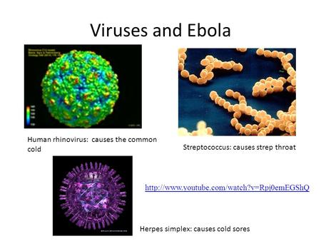 Viruses and Ebola Human rhinovirus: causes the common cold