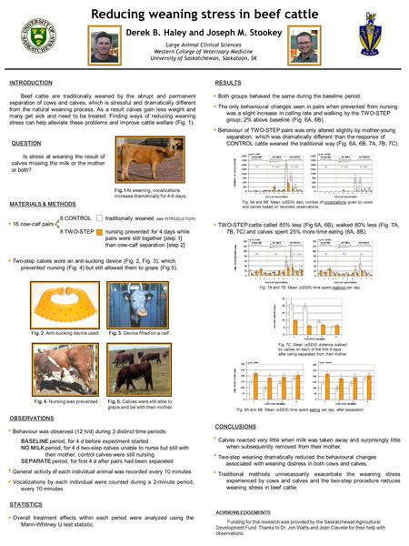 Reducing weaning stress in beef cattle Derek B. Haley and Joseph M. Stookey Large Animal Clinical Sciences Western College of Veterinary Medicine University.