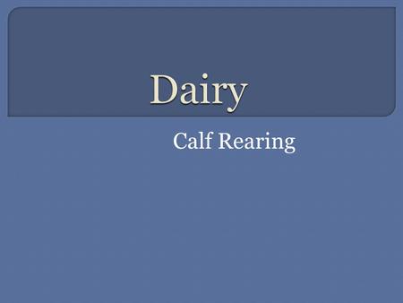 Dairy Calf Rearing.