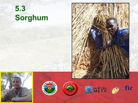 5.3 Sorghum. Sorghum is grown in warm or hot regions that have summer rain-fall, even if rainfall is as low as 400-600 mm. The most favorable mean temperature.