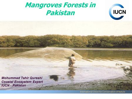Mangroves Forests in Pakistan