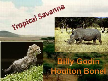 Some of the savannas are located in South America and South East Asia.