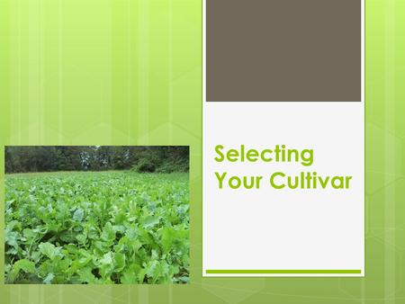 Selecting Your Cultivar