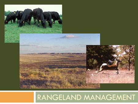 RANGELAND MANAGEMENT. The Problem  How do we manage our grasslands for maximum production and while maintaining sustainability?