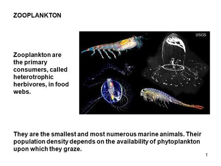 1 ZOOPLANKTON Zooplankton are the primary consumers, called heterotrophic herbivores, in food webs. They are the smallest and most numerous marine animals.