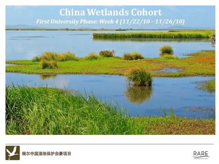 China Wetlands Cohort First University Phase: Week 4 (11/22/10 – 11/26/10)
