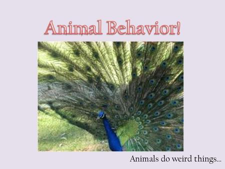 Animals do weird things…. Behavior is the way an organism reacts to changes in its internal condition or external environment.