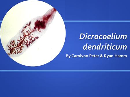 Dicrocoelium dendriticum By Carolynn Peter & Ryan Hamm.