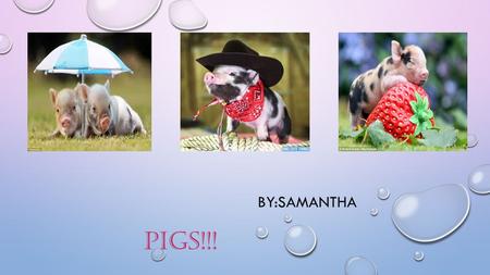 PIGS!!! BY:SAMANTHA. PIGS BEHAVIOR PIGS CONSTANTLY COMMUNICATE WITH ONE ANOTHER OTHER. THEY HAVE MANY DIFFERENT OINKS, GRUNTS, AND SQUEALS WHICH HAVE.