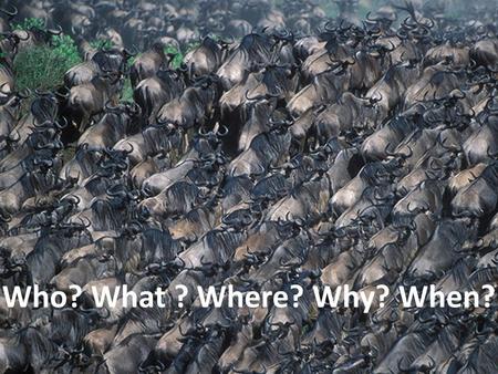 Who? What ? Where? Why? When?. Wildebeest Migration LO: To find out how and why 1.3 millions wildebeest migrate 1800 miles each year. Refer back to your.