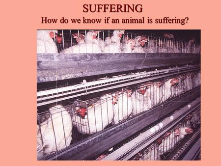 SUFFERING SUFFERING How do we know if an animal is suffering?