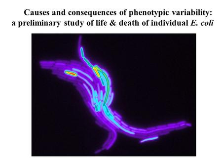 Causes and consequences of phenotypic variability: a preliminary study of life & death of individual E. coli.