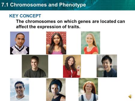 Two copies of each autosomal gene affect phenotype.