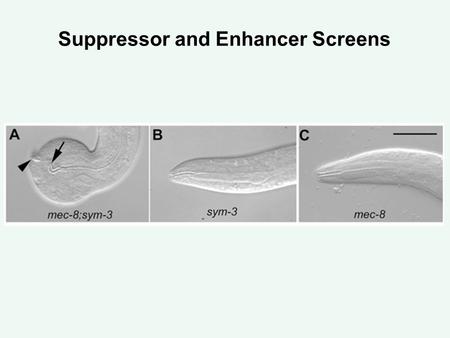 Suppressor and Enhancer Screens. Suppressor and enhancer screens 1. General considerations 2. Using suppressors to delineate a signaling pathway: vulval.