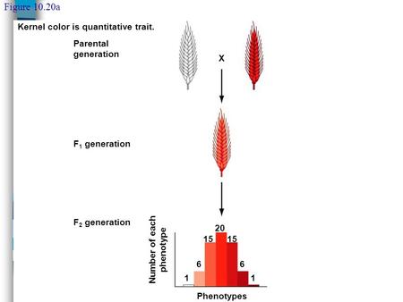 Parental generation X F 1 generation F 2 generation Number of each phenotype Phenotypes 1 6 15 20 15 6 1 Figure 10.20a Kernel color is quantitative trait.