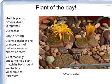 Plant of the day! Pebble plants, Lithops, dwarf xerophytes Aizoaceae
